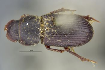 Media type: image;   Entomology 8359 Aspect: habitus dorsal view